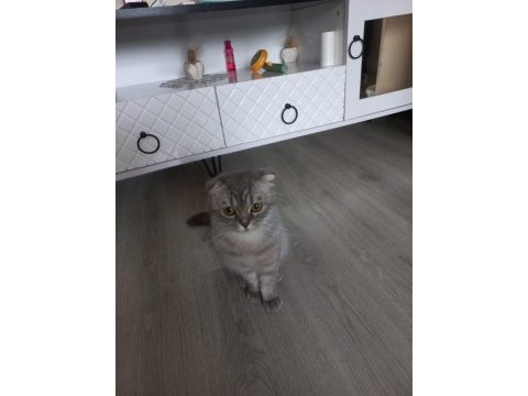 7 aylık dişi scottish fold