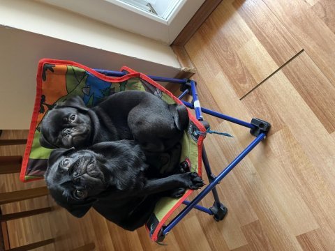 Pug yavrularımız