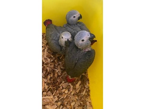 Yasal adınıza evraklı bebek jako papağanlar