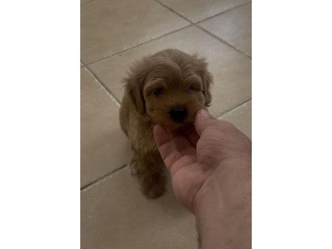 Maltipoo erkek