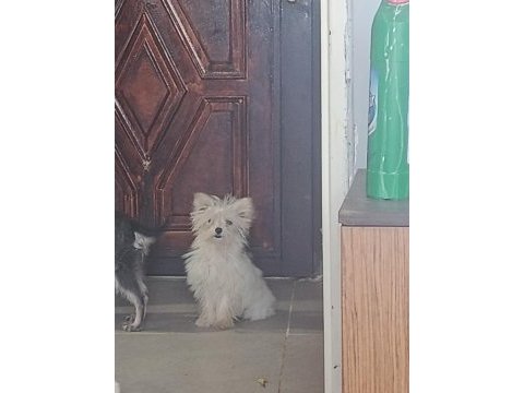 Tatlış yorkshire terrier bebek