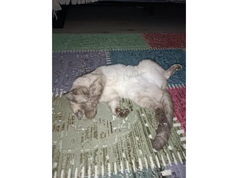 Tamamen ücretsiz eşyaları ile verilecek kedimiz