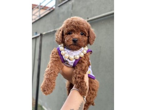 Orjinal toy poodle yavrular