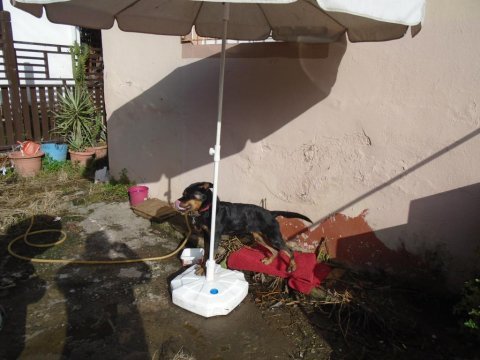 Pasaportlu chipli rottweiler 8 aylık dişi