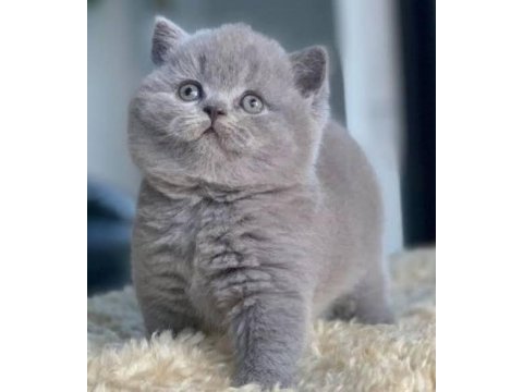 Yavru british shorthair kedisi