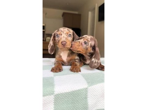 Chocolate merle a kalite aşılı dachshund bebeklerimiz