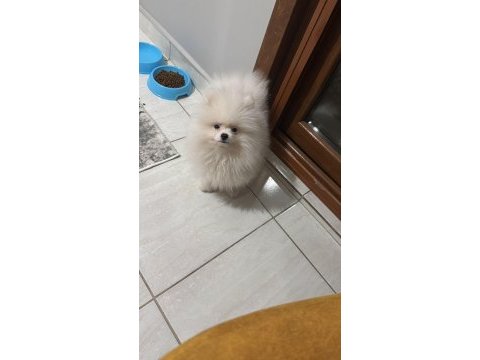 Pomeranian boo ayı surat bebek erkek