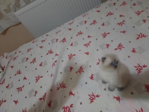 British shorthair blue point yavrular