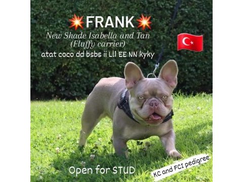 Erkek blue and tan isabella carrier french bulldog yavrular