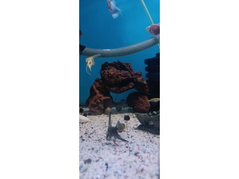 Transgenetik tetra