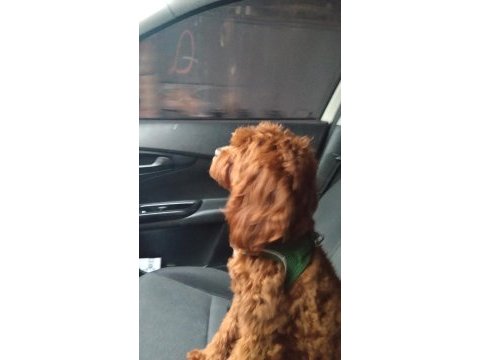Toy poodle köpeği