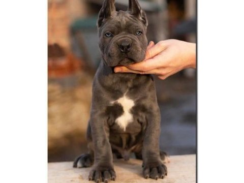 Her şeyi tam cane corso yavrular
