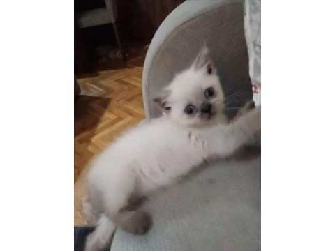 2 aylık dişi ve erkek scottish fold yavrularım