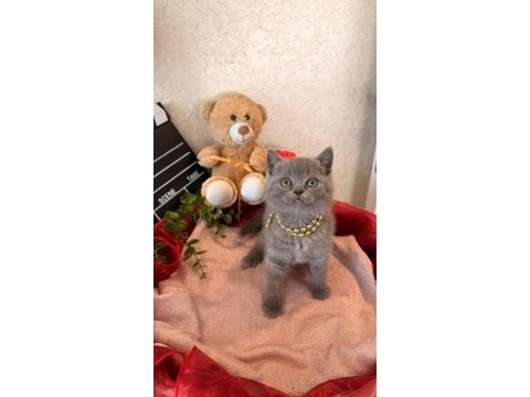 Ay british shorthair top kafa yavrular