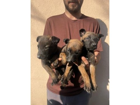 Belçika malinois yavrular