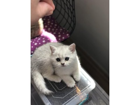 Pofidik british shorthair bebeklerim yeni yuvalarını arıyor