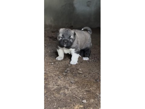 Kaliteli kangal yavruları