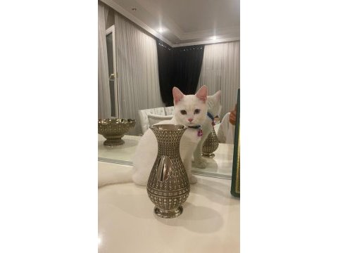 British shorthair