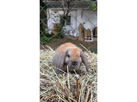Veterinerden safkan mini lop tavşan yavru gönderim var
