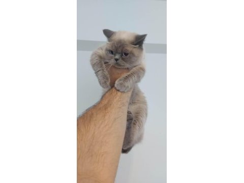 2 yaşında dişi british shorthair kedimiz