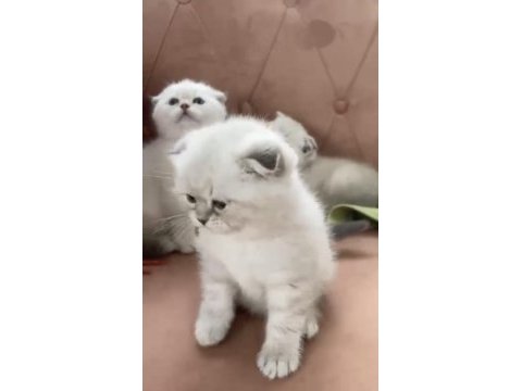 Safkan orjinal ırk dişi erkek yavru kediler