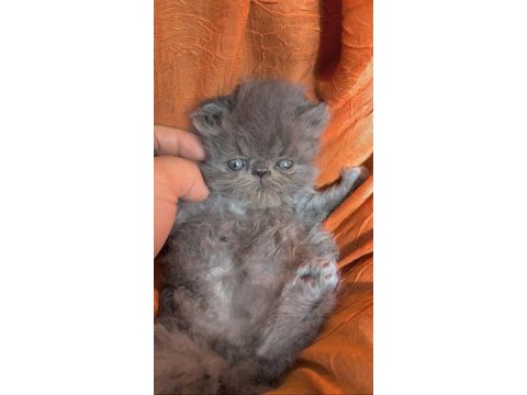 Safkan persian yavruları