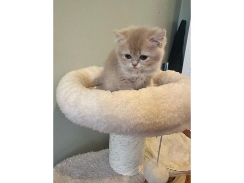 A kalite özel gold yavru british shorthair