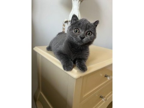 Ücretsiz 3,5 aylık scottish fold yavrumuza yuva arıyoruz