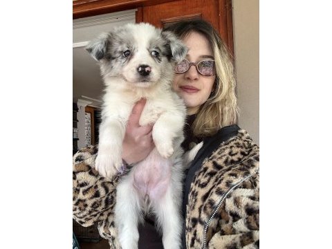 12 yıllık üreticiden border collie yavrular
