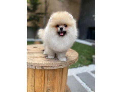 Ayı surat tecaup kore pomeranian yavrum