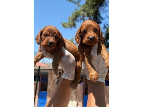 Maltipoo yavrularımız