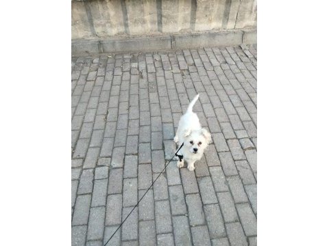7 aylık çipi var gayet sağlıklı köpeğimiz
