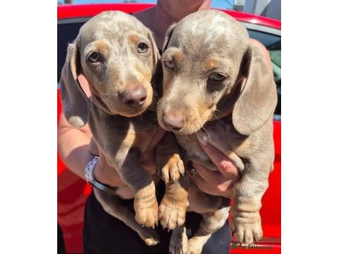 Mükemmel kalite dachshund bebekler çiftliğimizden