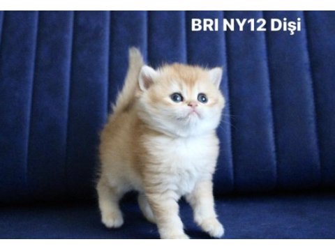 British shorthair golden ny12 disi yavru