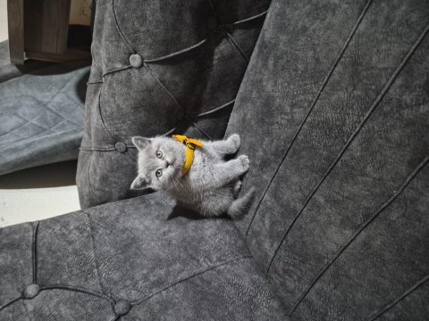 British shorthair prenses