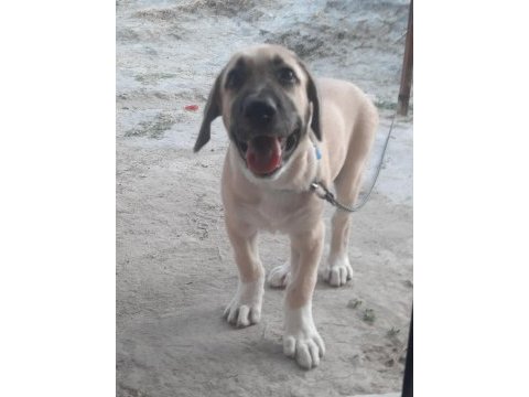 Boz çoban köpeği