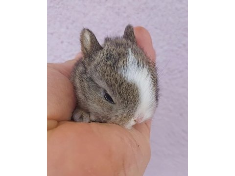 Cüce yavru tavşan