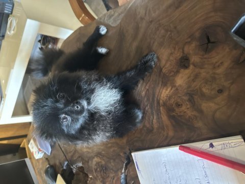 3 aylık pomeranian köpeğimiz