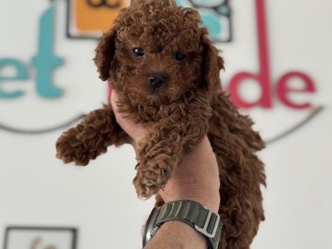Petmode köpek çiftliğinden kore maltipoo