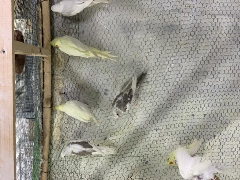 Yeme düşmüş sultan papağanı papağanlar