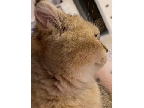Scottish fold 7 aylık