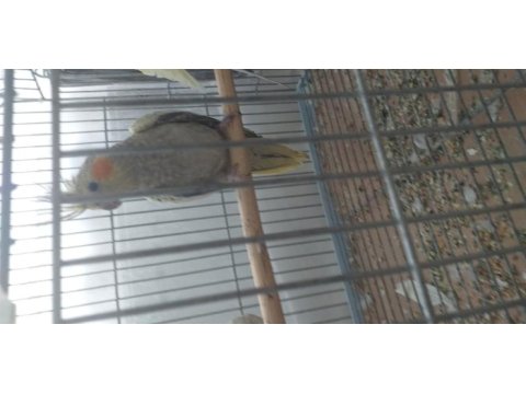 Sultan papağanı 1 yaşında dişi