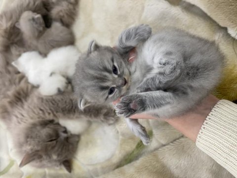 Anne kedi ve yavru kediler sahiplendirilecek