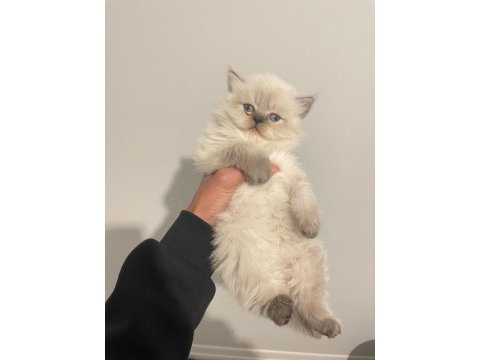 Blue point british longhair kedilerim