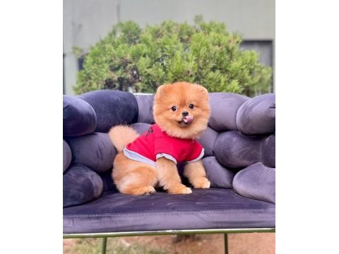 Pomeranian boo gülen surat arayanlara