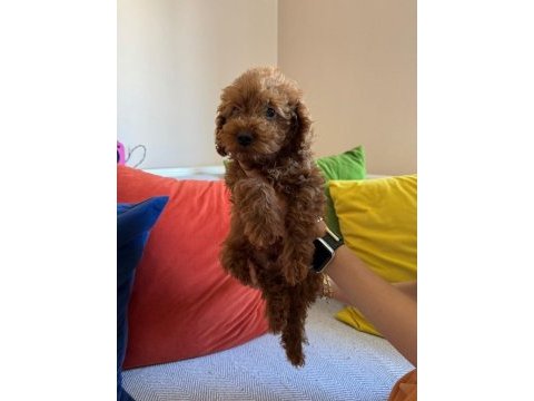 Mükemmel kalitede red brown poodle yavru