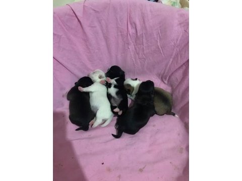 Chihuahua yavrularımız