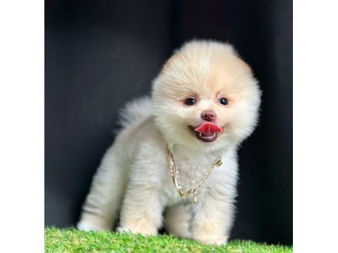 Safkan pomeranian boo bebekler