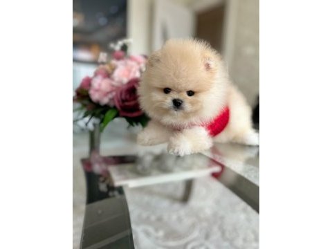 En üst kalite, a klass, ayı surat pomeranian