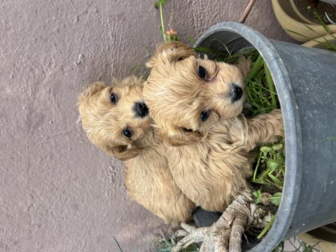 Poodle 2 aylık yavrular izmir